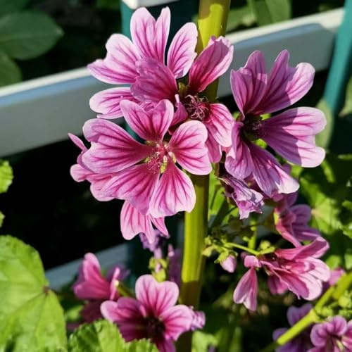 malva, semi di per balcone semi di malva ombra selvatici ornamentali per zone soleggiate rampicanti, giardino roccioso selvatici esotici 160semi