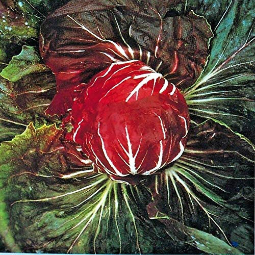 Min 450 Seeds of Vegetable Radicchio Palla Rossa 3 Chicory