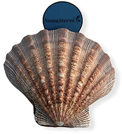 NESSASTORES - Natürliche Löwenpfote Jakobsmuschel Nautische Schale Strand Handwerk Muschel 12,7-15,2 cm #JC-026 (1 Paar)