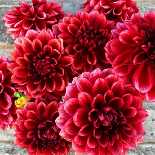 Dahlia tubers Plants, Large-Mix for Planting Now UK,Hardy Perennial,Wedding Flowers,Strong Plants That Grow Well,Beauty of Garden,Gift Ready