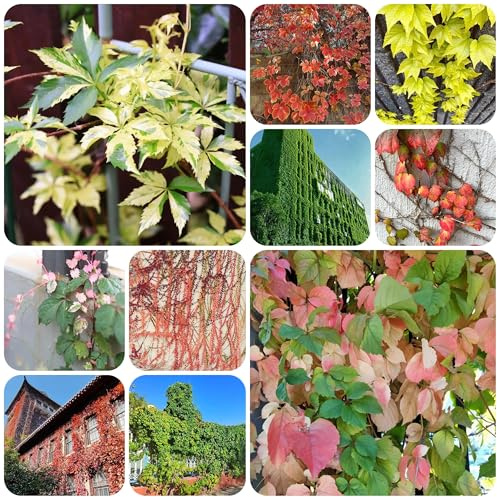 semi di vite selvatica - rampicante - luoghi soleggiati esotici muro decorazione da giardino per esterni da esterno resistenti da balcone 200pcs