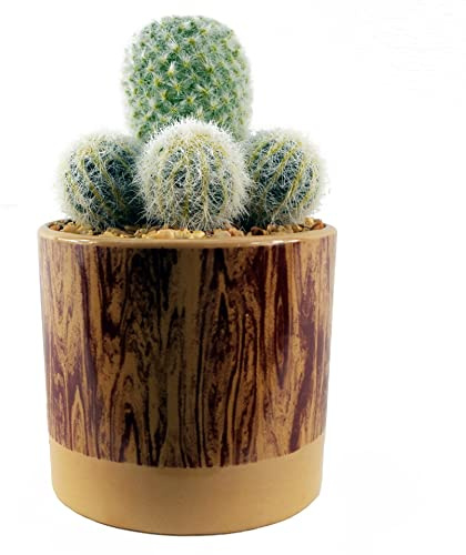 Leaf Design UK - Pianta realistica in ceramica, 20 cm