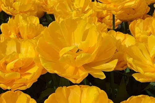 12PCS Tulip Bulbi Perenne Giardino Di Paesaggio Fiori Consiglia Piantare Fiore Piacevole Varietà