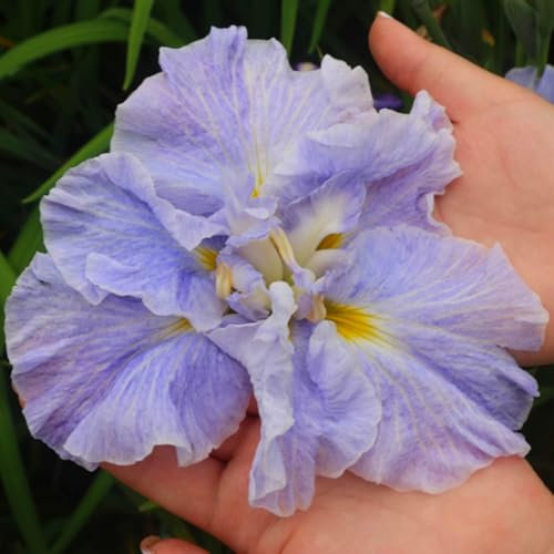 Premium Iris Bulbs – Stunning Large Blooms, Simple to Grow – Perfect for Indoor Decor, Gifts & Holiday Displays-4 Bulbs-A