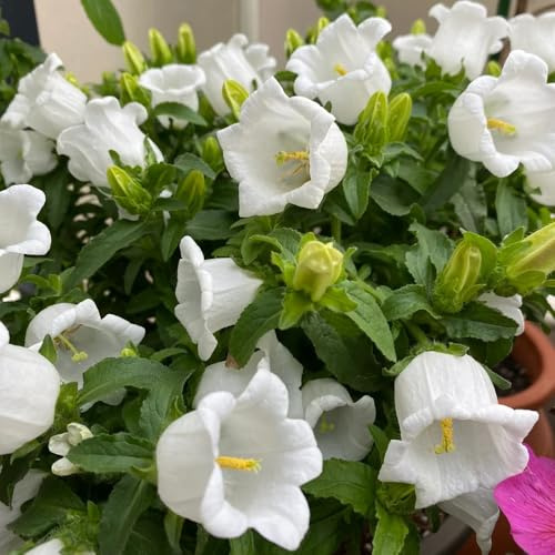 glockenblumensamen, glockenblume, deko bodendecker gartenpflanzen winterhart gewächshaus hochbeete für garten 150pcs