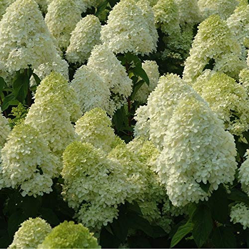 Rispenhortensie 'Limelight'® - Hydrangea paniculata 'Limelight'® - 40-50 cm Topf