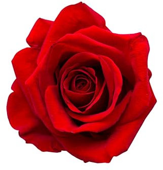 Rose Plants - King Charles III Coronation Rose - Climbing 'Dublin Bay' - 1 x Full Plant in 5 Litre Pot - Roses - Garden Ready - Ready to Plant - Premium Quality Garden Shrubs