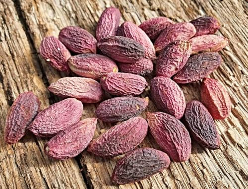 frische, echte Pistazie Samen, Pistacia vera, frosthart, aus Antep/Türkei, Jan. 2025 (10 Samen)