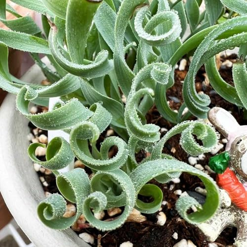 albuca spiralis - dachbegrünung topfpflanzen draußen winterhart winterharte kübelpflanzen gartenpflanzen steingartenpflanzen winterhart winterharte balkonpflanzen fleischfressende 200samen