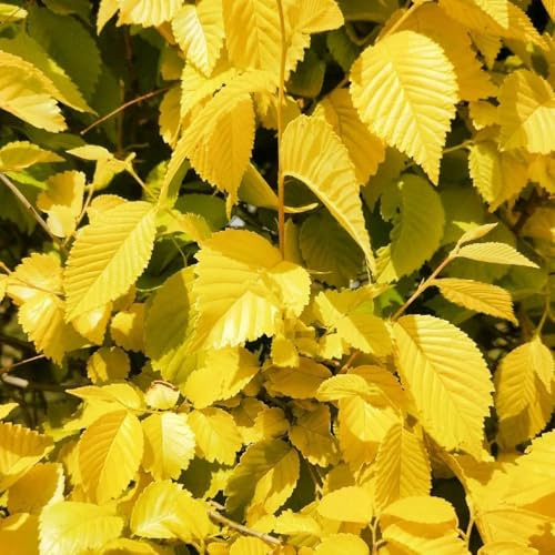 semillas de olmo perenne resistente decorativas jardín orgánicas balcón variedades antiguas 70pcs