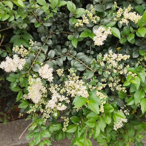 alheña verdes, de interior Ligustro lucidums de rápido crecimiento jardín resistentes seto hoja en maceta balcón decoraciones jardín 60semillas