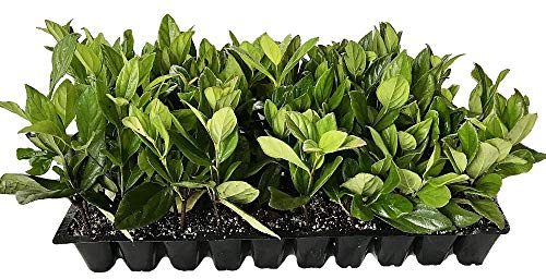 Viburnum Suspensum | 10 Live Plants | Viburnum Suspensum | Evergreen Shrub, Privacy Hedge, Fast-Growing Screen, Dense Foliage, Low Maintenance, Year-Round Interest, Landscape Plant