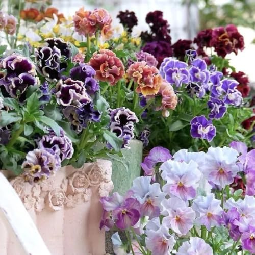 Semi di viola cornuta resistenti, giardino Viola cornuta, viola cornuta resistenti comprare viole cornute di varietà antiche 50pcs