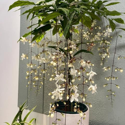 clerodendrum wallichii - gelsomino - giardino ufficio rampicanti 1piante 30cm