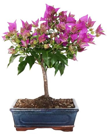 KENTIS - Bonsai Bouganville Sanderiana - Bonsai da Esterno Vero Ornamentale - Bougainvillea - Piante Vere Fiorite - H 30/40 cm Vaso Ø 18,5 cm