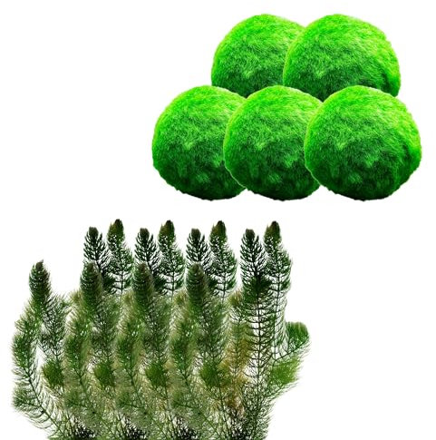 vdvelde.com - Hornblatt 2L + Mooskugeln - - Schwimmende Sauerstoffpflanze - Anforderung: mindestens -20cm Wasser - Platzierung: lose im Wasser