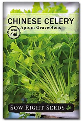 Sow Right Seeds - Chinese Celery Seeds for Planting - Non-GMO Heirloom Packet with Instructions to Plant and Grow a Home Vegetable Garden - Culinary and Compact Herb, Abundant Stalks (1)