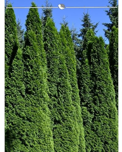 Lebensbaum Thuja Smaragd 200-225 cm. 7 Thuja Pflanzen. Sichtschutz Hecke
