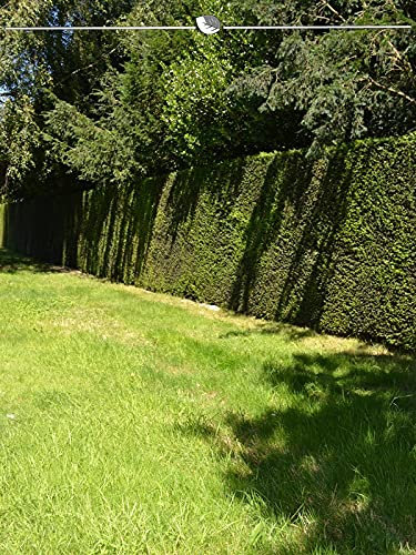 Gemeine Eibe Taxus baccata 40-50 cm im Topf. 10x grüne Heckenpflanze. Eibenhecke