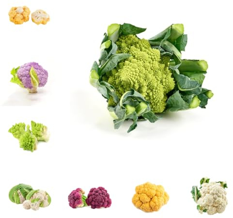 coliflor - Brassica oleracea - Cultivo de trepadoras semillas de coliflor semillas hortalizas orgánicas, variedades tradicionales interior, hortalizas, balcón 160semillas