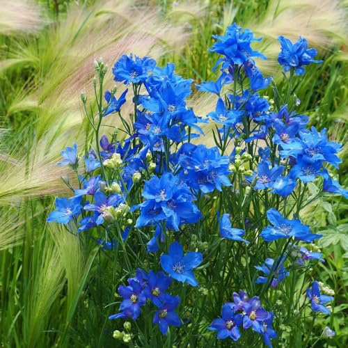delphinium semi decorativi semi balcone giardino balcone 350pcs