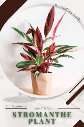 Stromanthe Plant: Plant Guide