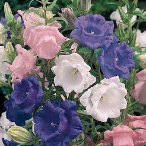 50+Seeds/Pack Campanula Canterbury Bells Cup and Saucer Perennial Flower Seed Mix