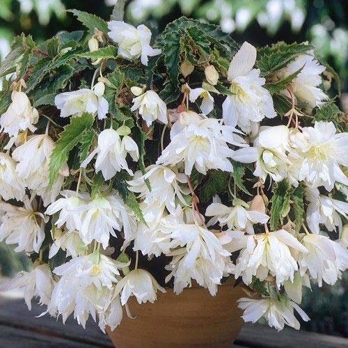 Begonia Pendula White Flowering WPC Prins Pack x3 Bulbs/Tubers