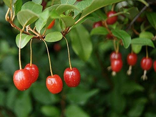 Essbare Ölweide Elaeagnus multiflora Pflanze 5-10cm rote Sommer-Ölweide Rarität