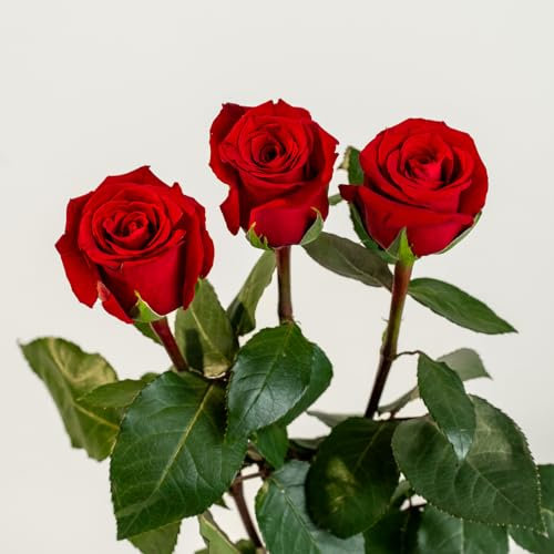 eFIORI Mazzo di 3 Rose Rosse Vere, Dedica Personalizzata e Consegna Fiori a Domicilio - Bouquet di Rose Fresche a Calice Grande - Idea Regalo per lei - Centrotavola e Decorazioni interni