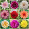 Bulbos de dalia perennes resistentes al invierno, Los bulbos de flores son perennes y resistentes. tubérculos de dalia, comprar bulbos de flores plantas en macetas resistentes Las 3pcs