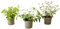 Plant in a Box - Fuchsia magellanica - Mélange de 3 - Delta Sarah, Lady Thumb, Fuchsia Ricartonnii - Plantes de jardin fleuries - Pot 9cm - Hauteur 10-20cm
