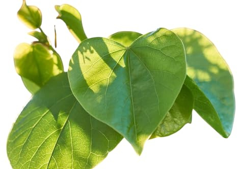 3 Plantas en cepellón Cercis Siliquastrum Árbol del Amor. 15-20 Cm. Aporta belleza con sus hojas corazón y flores rosadas, atrae polinizadores y es resistente. Segura Garden