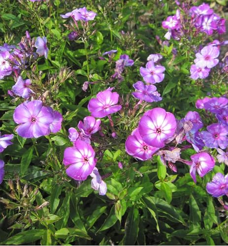Hoher Garten-Phlox Uspech - Phlox paniculata - Flammenblume
