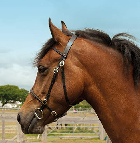 Windsor Leather In-Hand Horse Bridle Full, Havana