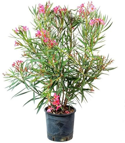 Árbol de Adelfa Rosa Natural - Planta Elegante para Decorar Jardines y Terrazas