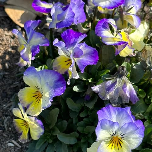 Stiefmütterchen - steingartenpflanzen winterhart Viola tricolor - gartengeschenke für sonnige plätze 200Samen