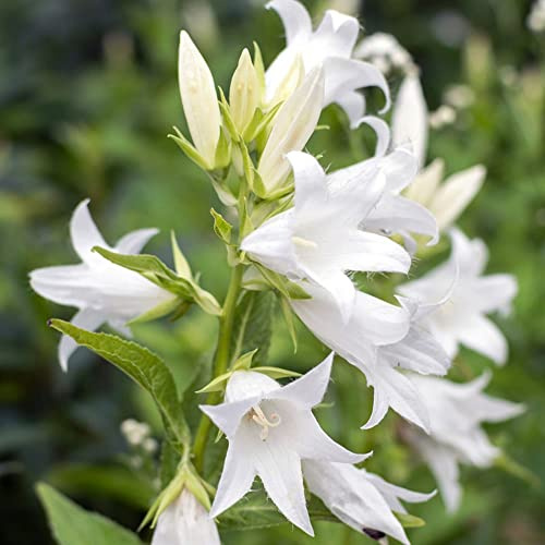 Semi di campanula, balcone, esotiche giardino sul balcone interno in vaso rampicanti recisi rare rampicanti 250pcs