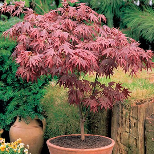 1 X AHORN 'ATROPURPUREUM' VIOLETTER JAPANISCHER AHORN BAUM STRAUCH GARTENPFLANZE IM TOPF