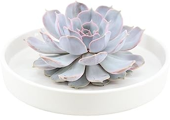 ROOTLESS by Aloe Demi | verdadera suculenta morada en cuenco de cerámica blanca Ø20 cm | Echeveria Lilacina Ø12-14 cm – 5 cm | plantas suculentas | suculentas | cactus