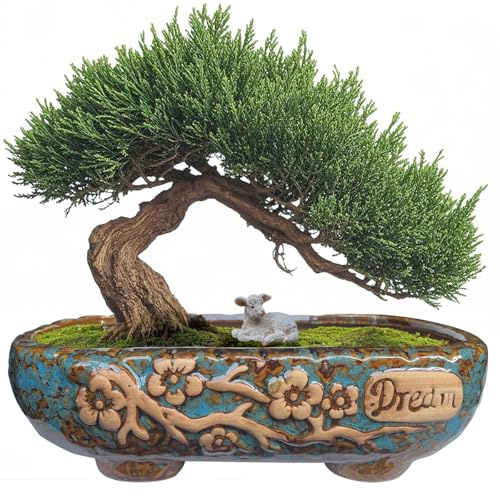 MUZHI Bonsai-Pflanztöpfe aus Keramik, rechteckig, mit Abtropfschale, glasiert, Vintage-Stil, breite Öffnung, Flache Keramik, Bonsai-Blumentöpfe mit Untersetzer, 24,6 cm