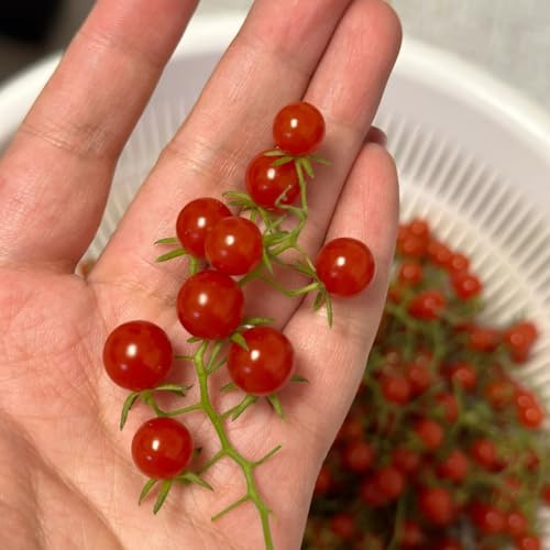semillas de tomate grosella, jardín verdes invierno raras rocas resistentes jardín balcón invernadero 80pcs