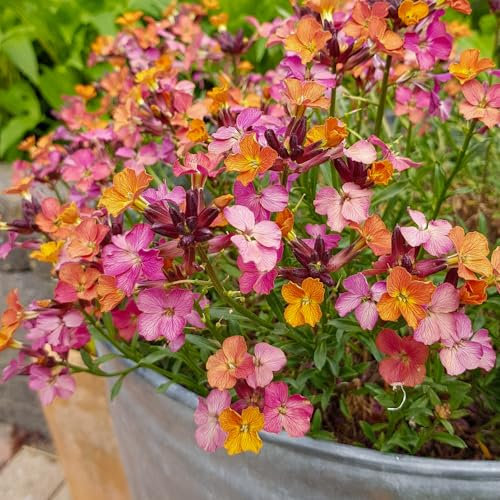 Erysimum 'Constant Cheer'. Plug Plant x 4. Long Flowering Perennial WallFlower, Ideal for rockeries and pollinators. Available from Bedwen Plants