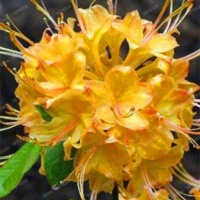 Graines De Fleurs De Rhododendron Pour Un Beau Jardinage Jaune Paquet De 100 Graines