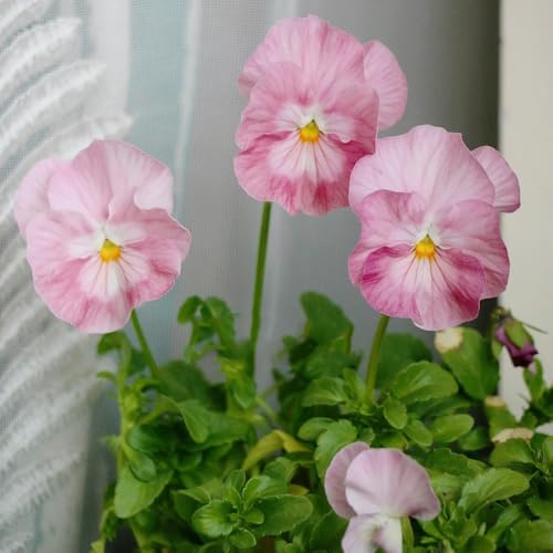 semi di viola del pensiero, Decorazione da giardino per esterno, balcone di viola del pensiero, giardino, d'appartamento 350pcs