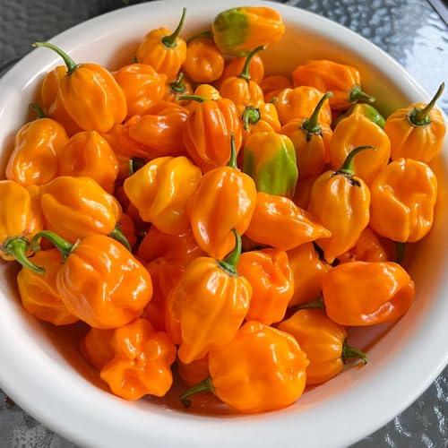 Semillas de chile habanero, chile, invierno regalos 150pcs