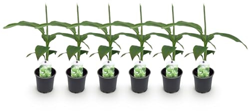 Musa Basjoo Lot de 6 plants de bananier rustiques Ø 12 cm Hauteur env. 30 cm