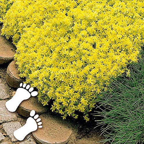 Ultrey Seed House - Fragrance Long Haired Mountain Thyme Seeds Sand Thyme Creeping Carpets Groundcover Perennial Flowers Stonecrop Seed Hardy Perennial