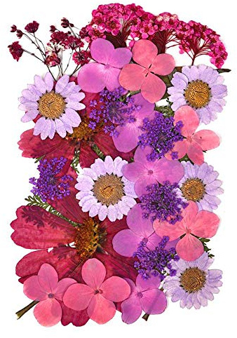 Fiori secchi pressati naturali per Scrapbooking artigianato pressato fiore decorativo misto cinque stili per fai da te arte decorazioni floreali decorazioni (viola)