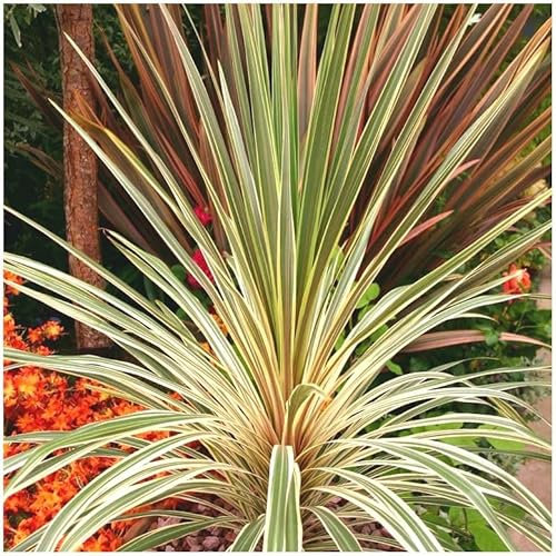 GrowOn Shrubs Cordyline 'Torbay Dazzler' Palm Tree | Evergreen Plant | Outdoor Garden Ready Plant